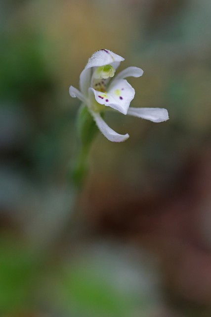 Aporostylis bifolia - Odd-leaved Orchid