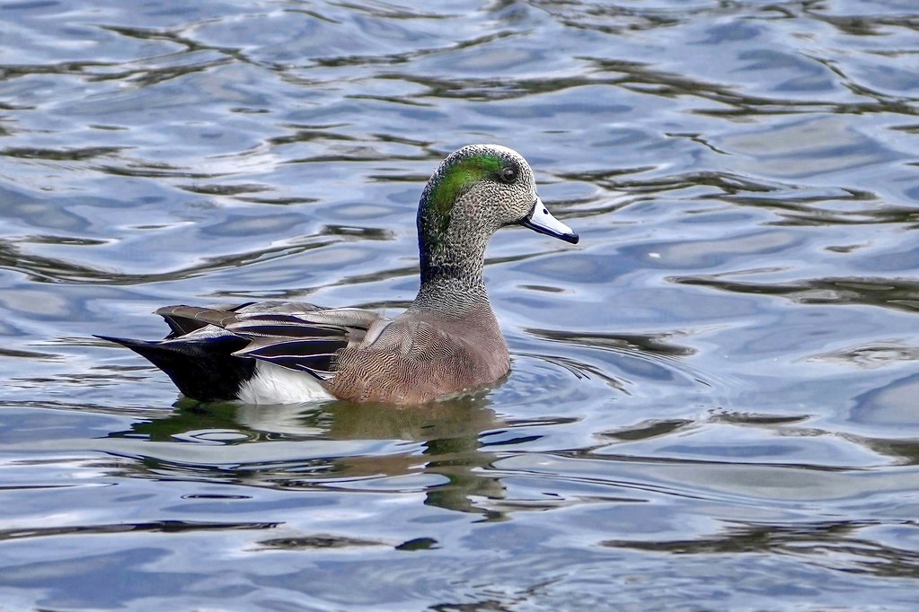 A perky American Wigeon.