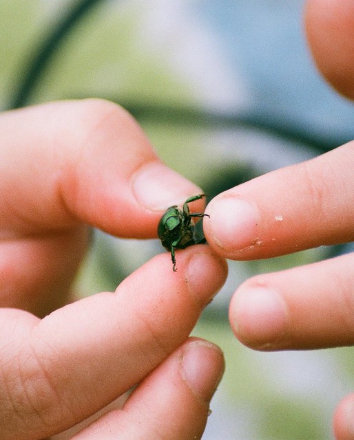 Child's Hands Holding June Beetle