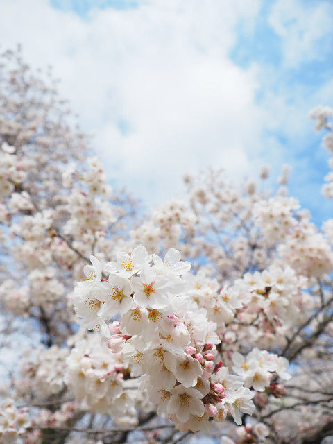 Cherry blossom in Azuma Sports Park, Fukushima city 2023/04 No.1.