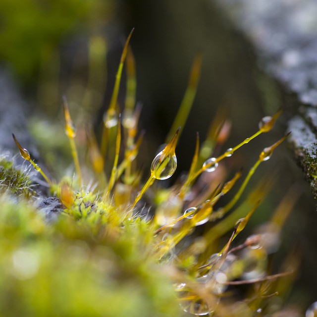 Raindrops in the moss