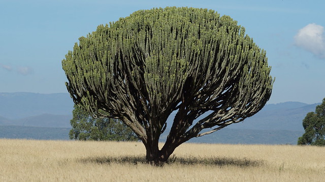 Candelabra Tree Euphorbia - Flower Business Park - Naivasha - Kenya