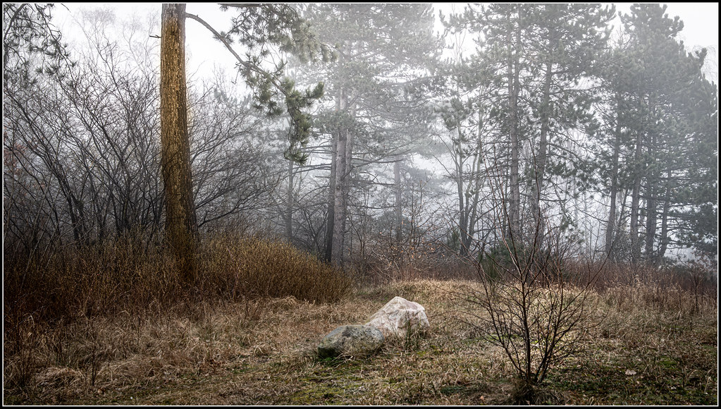 Nature on a foggy day at Greve beach March 2024