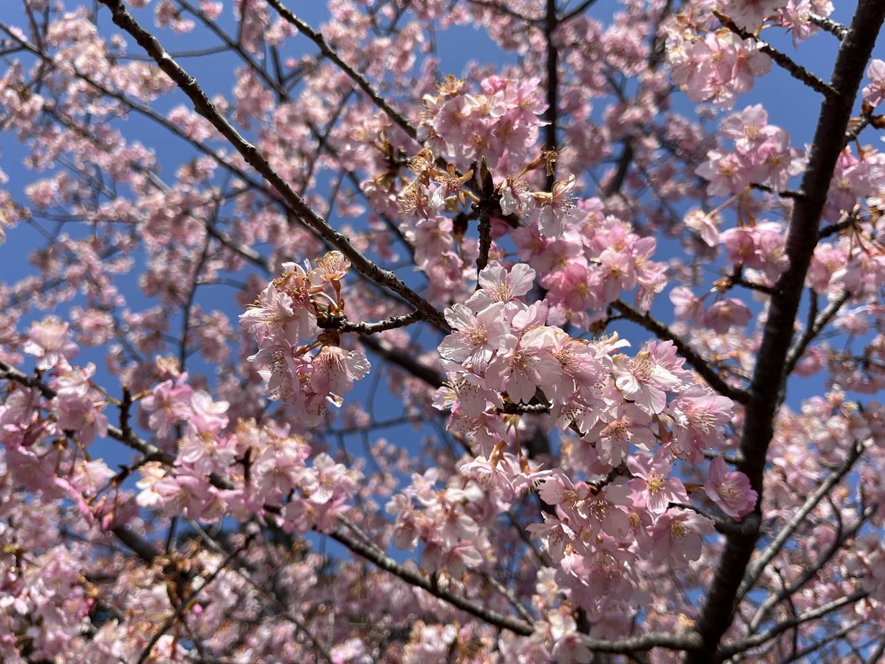 【神奈川】雨乞山 河津桜咲く春のハイキング