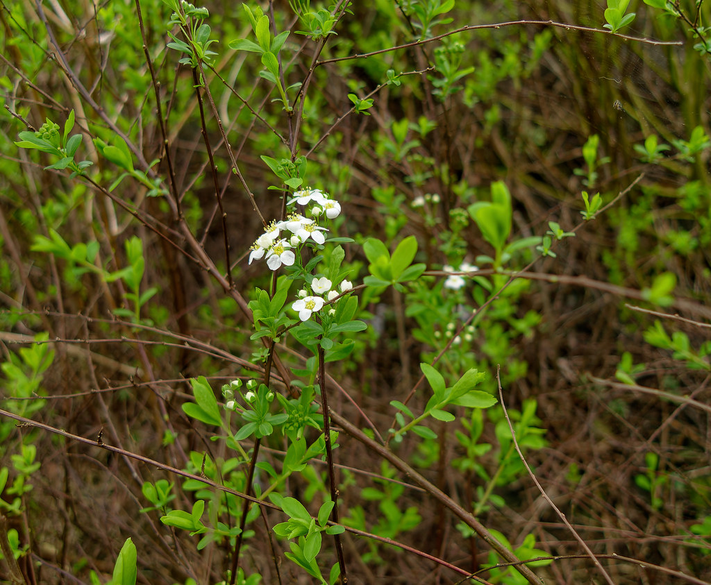 La petite fleur blanche - The little white flower