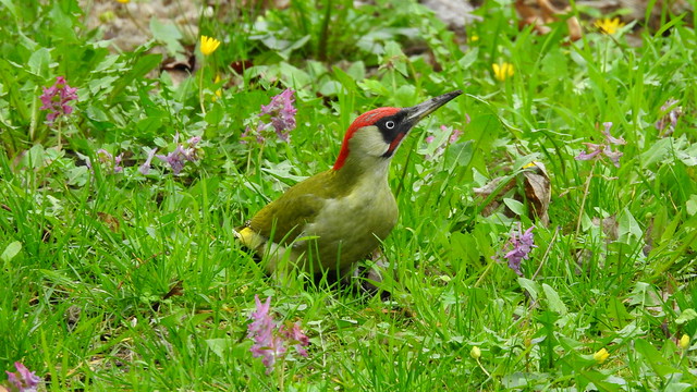 Grünspecht - European Green Woodpecker