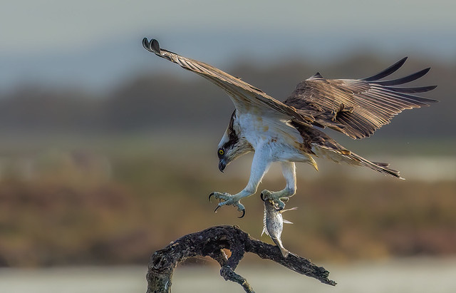 Falco pescatore /osprey