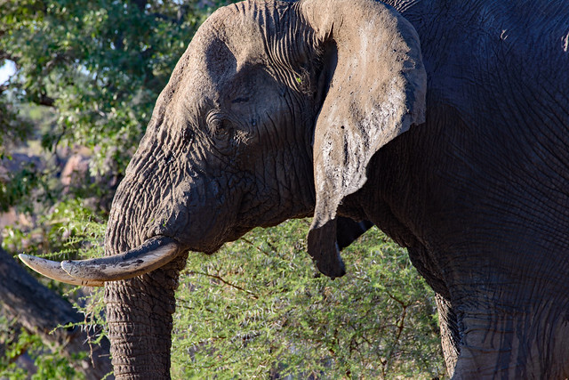 African elephant – Loxodonta africana