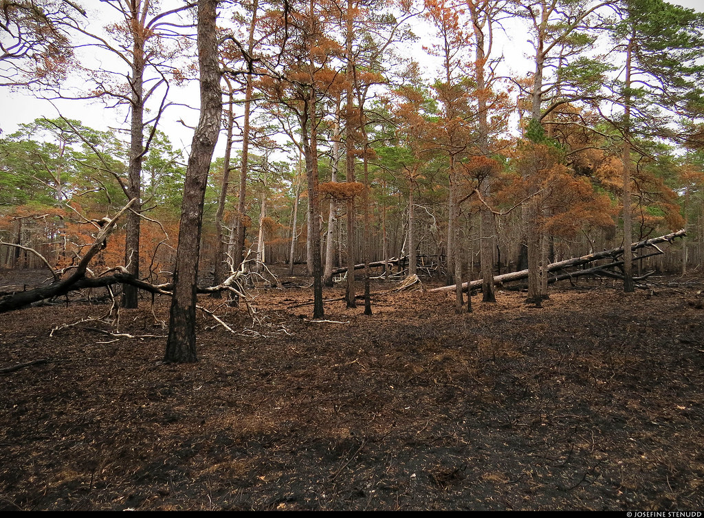 20220629_02 Forest after a controlled burning | Gotska Sandön National Park, Sweden