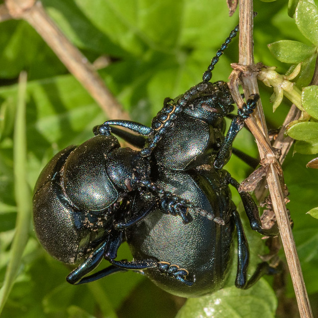 Pair of Bloody nosed beetle - Timarcha tenebricosa view 1