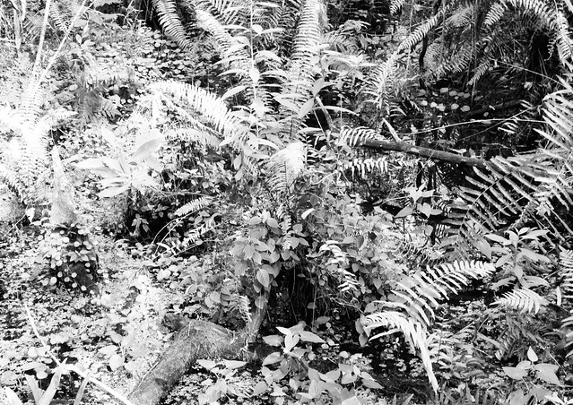 Cypress trail flora 8916