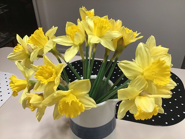 Irish Daffodils