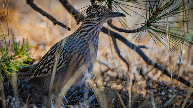 Hiding Out Greater Roadrunner (Geococcyx californianus), Manzano, Torrance County, New Mexico USA