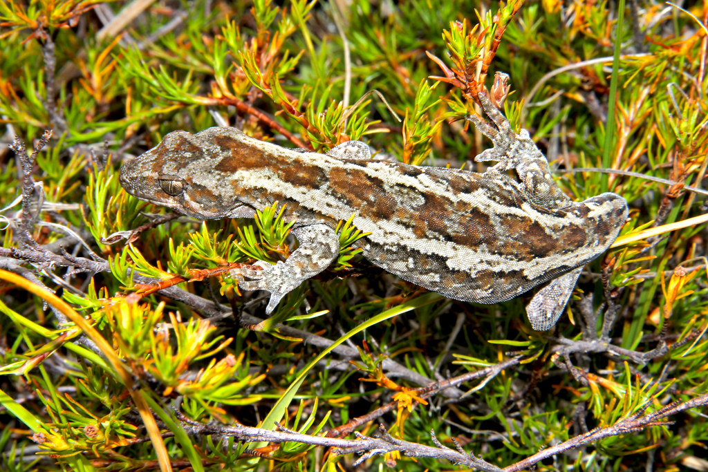 Otange-spotted gecko (Mokopirirakau sp.)