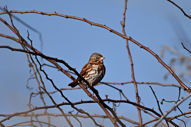 Fox Sparrow (Salford Twp.)