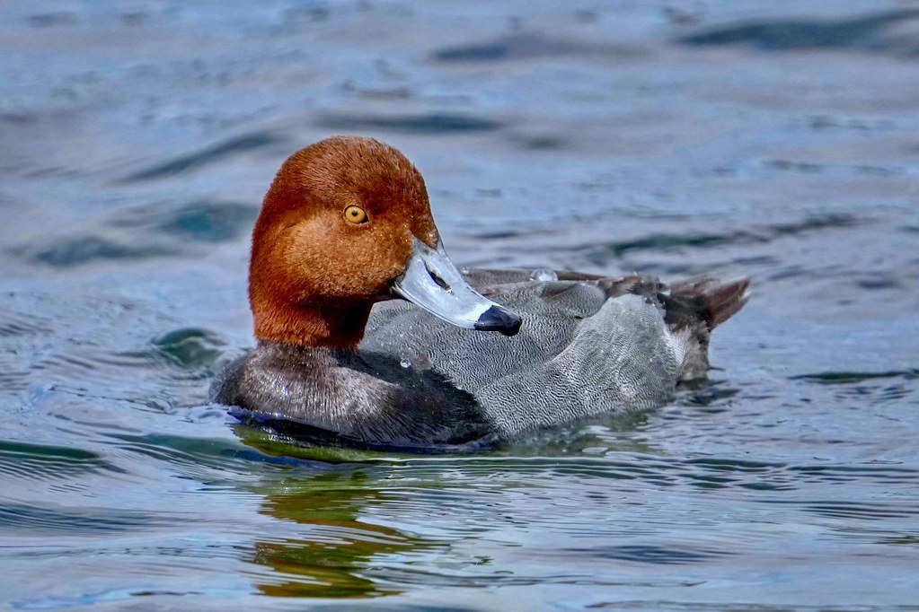 A Redhead enjoying an afternoon swim.