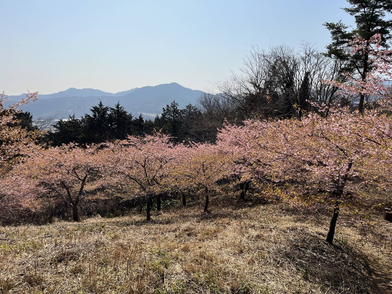 【神奈川】雨乞山山頂の河津桜