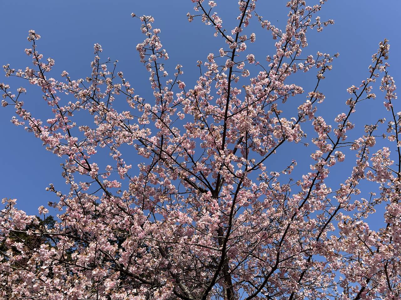 【神奈川】雨乞山の河津桜