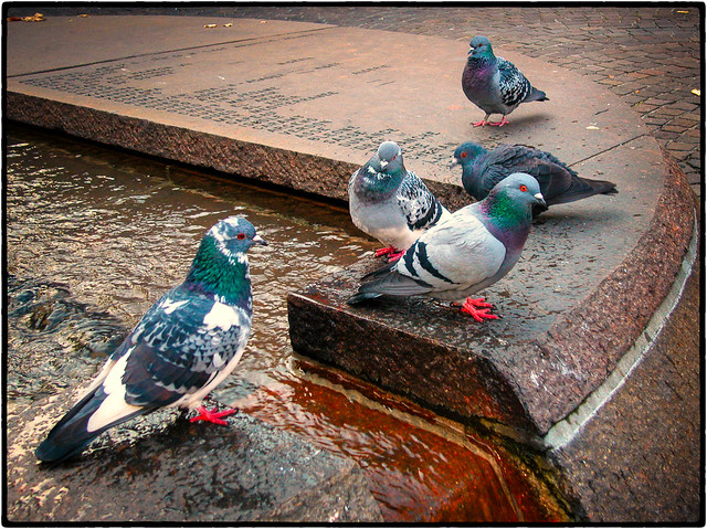 Pigeons in Geneva