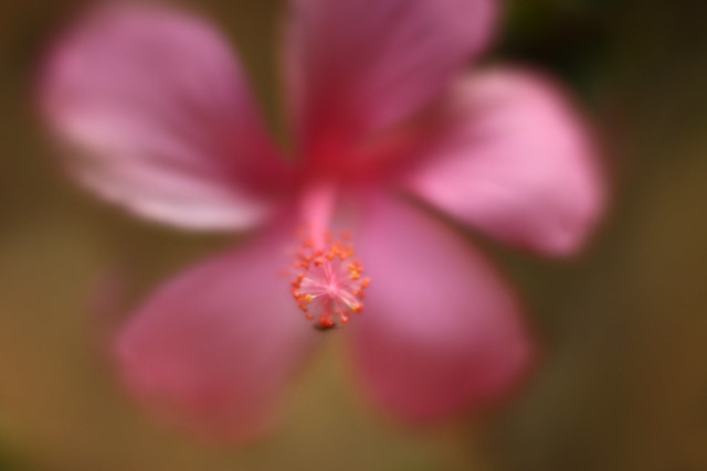 selective focus mistake of a hibiscus flower up close
