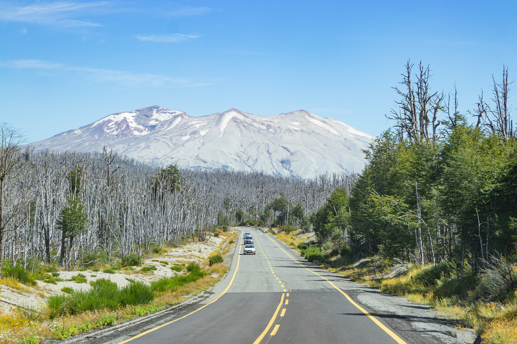 Route bitumée au Chili avec montagnes en arrière plan et forêt d'arbres morts