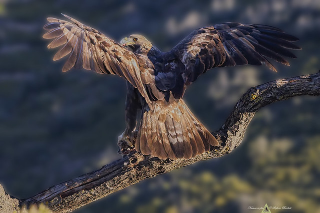 Golden Eagle - Aquila Reale - Aquila chrysaetos