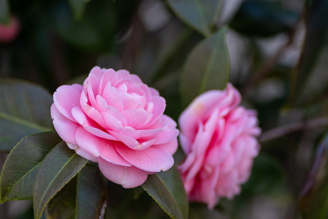 Camellia f. Otome