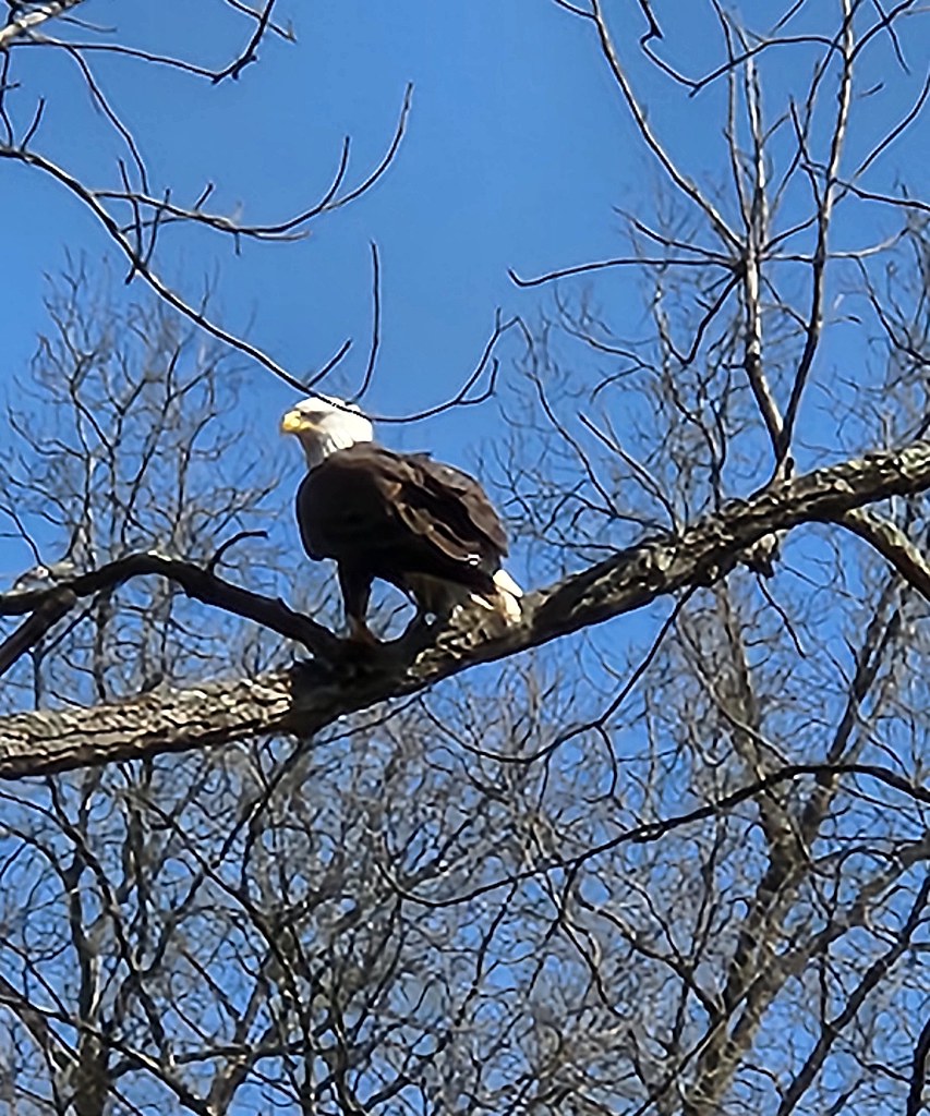 2024-03-14 Bald Eagle on the White Clay Creek