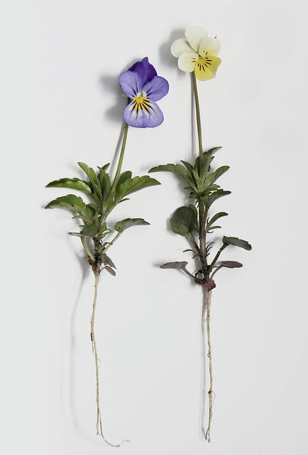 Ackerveilchen - Viola tricolor - wild pansy