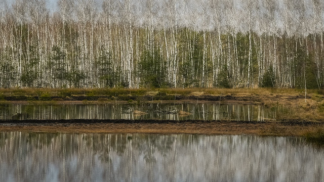 Birches in the moorland