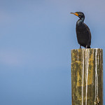 Savannah is for the birds: Double-crested cormorant 