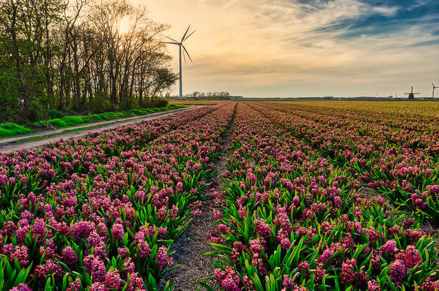 Hallucinating hyacinths. Ruigeweg, village of Burgerbrug, The Netherlands.