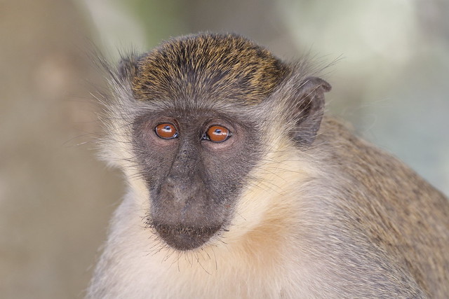 Vervet Monkey - Chlorocebus sabaeus