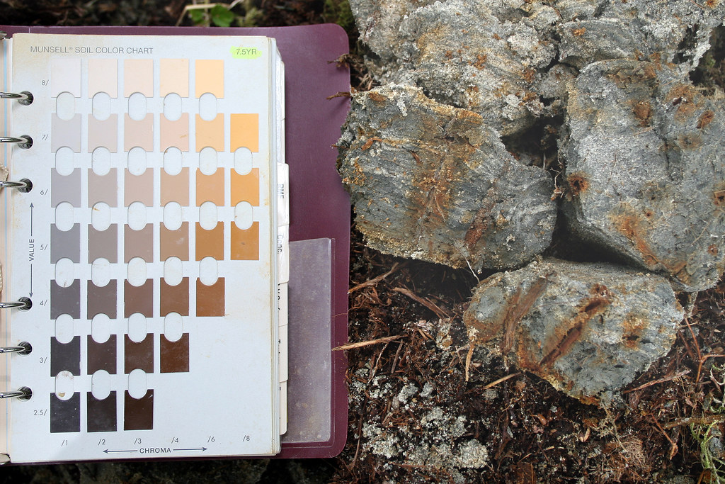 Hydric soil color and Redoximorphic features