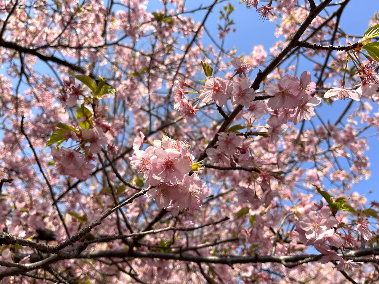 【神奈川】雨乞山 満開の河津桜咲く春の登山