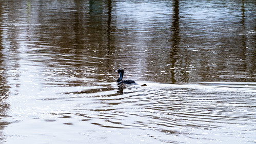 Cormorant heading down-river, Exeter Quays