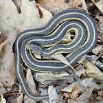 Common Garter Snake (Thamnophis sirtalis) 