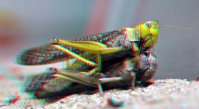 Grasshoppers in love Blijdorp 3D macro