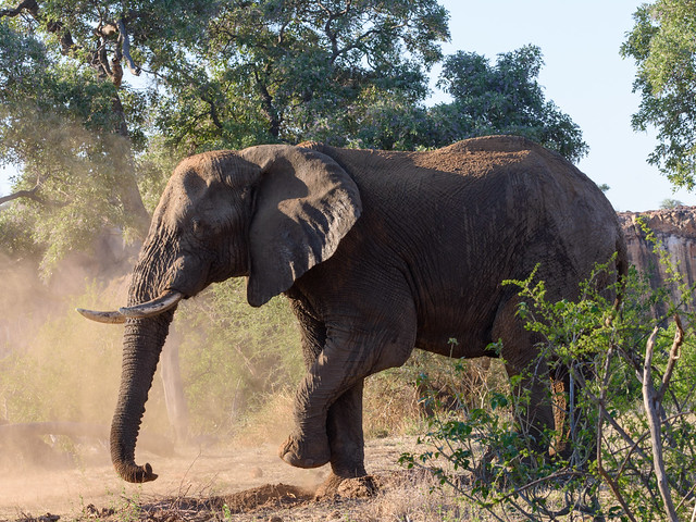 African elephant – Loxodonta africana