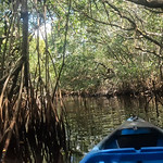 Entering the Mangrove Tunnels Everglades mangrove tunnel kayak tour of the East River in Fakahatchee Strand State Preserve, Southern Florida