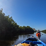 Kayaking through Mangrove Tunnels Everglades mangrove tunnel kayak tour of the East River in Fakahatchee Strand State Preserve, Southern Florida