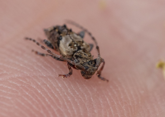 Beetle, Cerambycidae_Pogonocherus hispidus (Lesser Thorn-tipped Longhorn) 2024-08