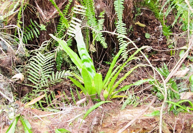 Campyloneurum sp --  a strap fern (Polypodiaceae) 8923