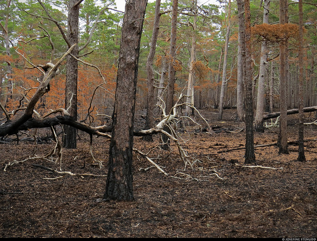 20220629_03 Forest after a controlled burning | Gotska Sandön National Park, Sweden