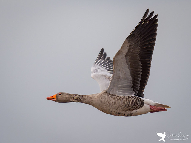 Greylag Goose (Far Ings Nature Reserve) Shot on Sony A9iii