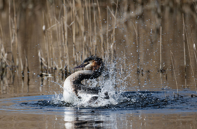 Great-Crested Grebe_Z9B4739-NR