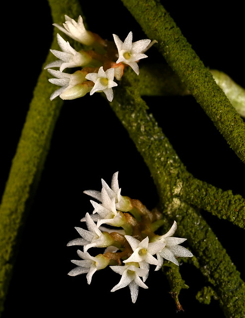 Campylocentrum sellowii - Marni Turkel/Mostly Species Flasks