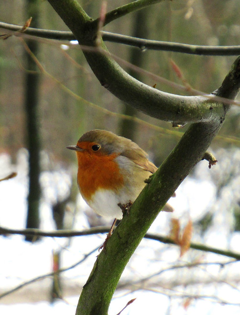 Fluffed up robin