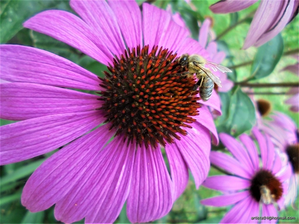 Echinacea & Bee 2 (2)