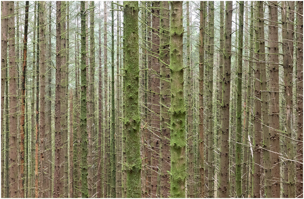Forest, Ballachulish